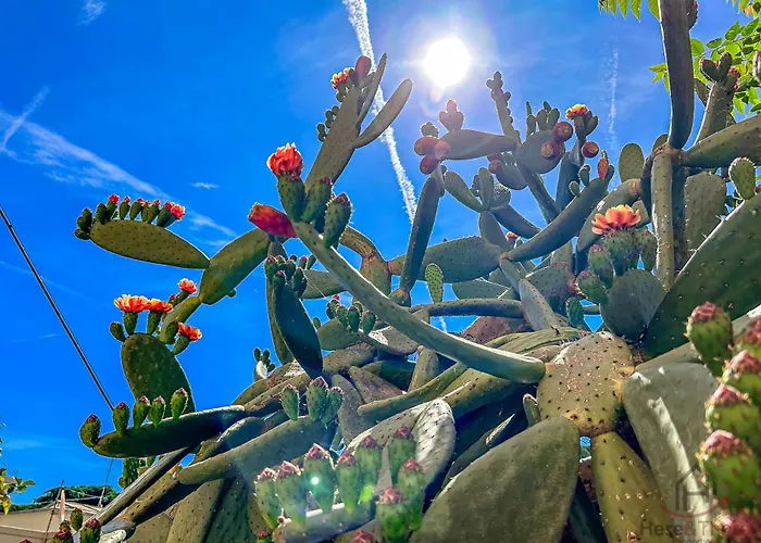 Lejlighed Center Refuge - Free Parking - Garden - Cruises *